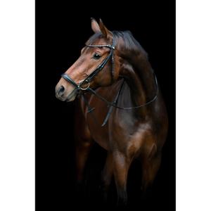 506353001-brid-o-de-equitac-o-com-focinheira-caida-horseguard-cryll-25-2-preto