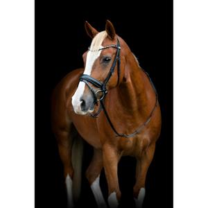 506363001-brid-o-de-equitac-o-com-flash-e-pullback-horseguard-cryll-25-2-preto